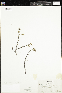 Comptonia peregrina image