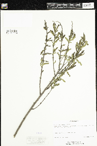 Comptonia peregrina image