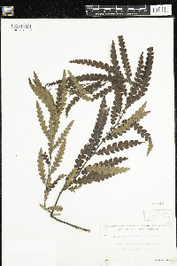 Comptonia peregrina image