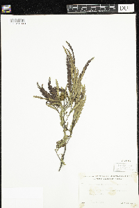 Comptonia peregrina image