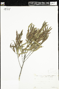 Comptonia peregrina image