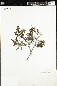 Comptonia peregrina image