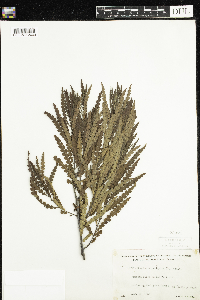 Comptonia peregrina image