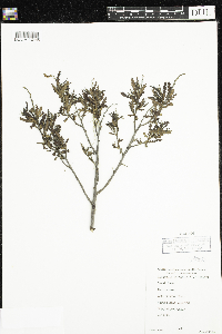 Comptonia peregrina image