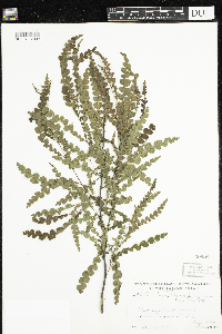 Comptonia peregrina image