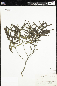 Comptonia peregrina image