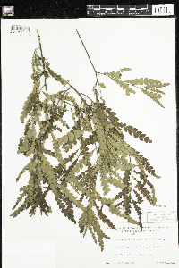 Comptonia peregrina image