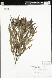 Comptonia peregrina image