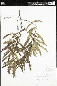 Comptonia peregrina image