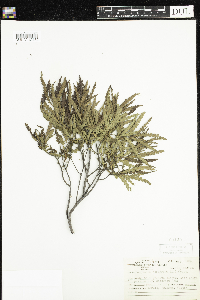 Comptonia peregrina image