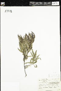 Comptonia peregrina image