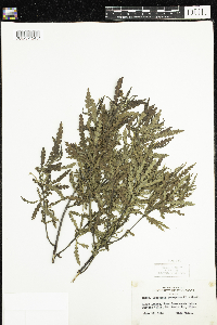 Comptonia peregrina image