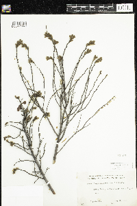 Comptonia peregrina image