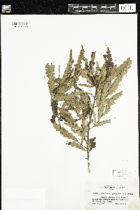 Comptonia peregrina image