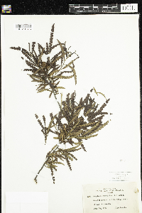 Comptonia peregrina image