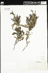 Comptonia peregrina image