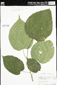 Morus rubra image