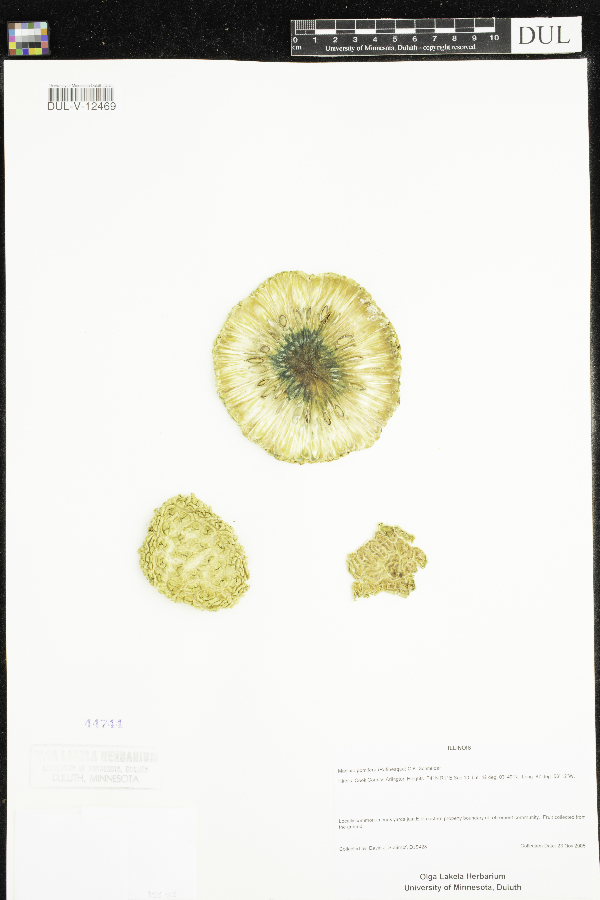 Maclura pomifera image