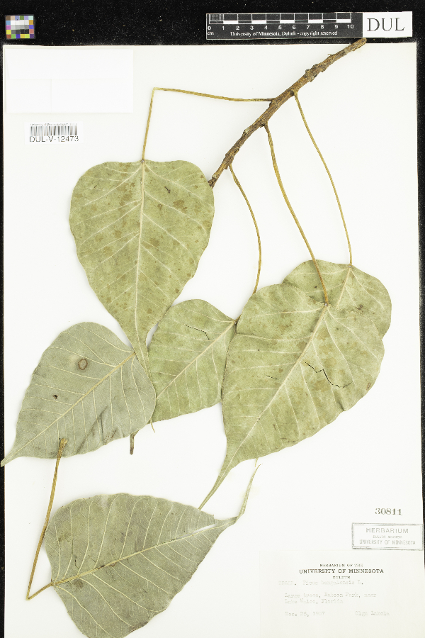 Ficus benghalensis image