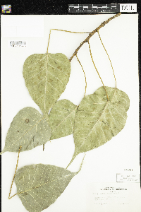Media resource of Ficus benghalensis
