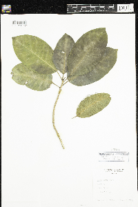 Media resource of Ficus aurea