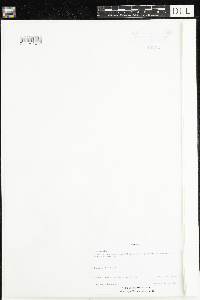 Mollugo verticillata image