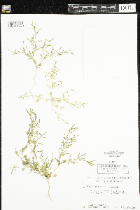 Mollugo verticillata image