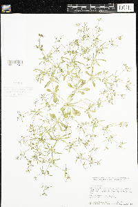 Mollugo verticillata image