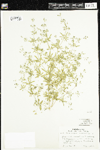 Mollugo verticillata image
