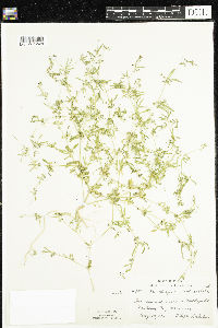 Mollugo verticillata image