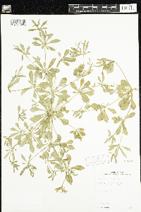 Mollugo verticillata image