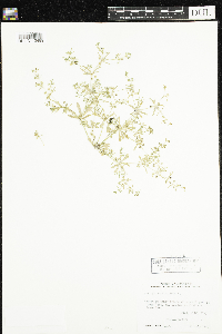 Mollugo verticillata image
