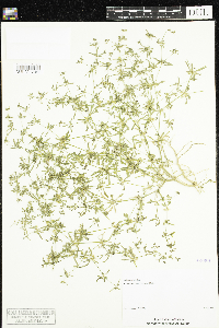 Mollugo verticillata image