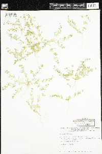 Mollugo verticillata image
