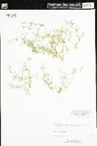 Mollugo verticillata image