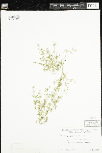 Mollugo verticillata image