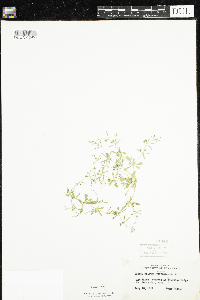 Mollugo verticillata image