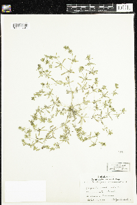 Mollugo verticillata image