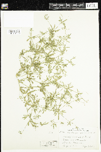 Mollugo verticillata image