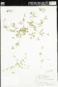 Mollugo verticillata image