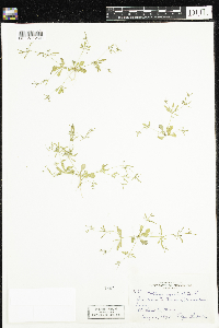 Mollugo verticillata image