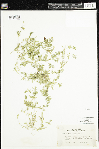 Mollugo verticillata image