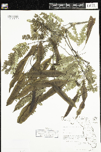 Thumbnail image of current specimen