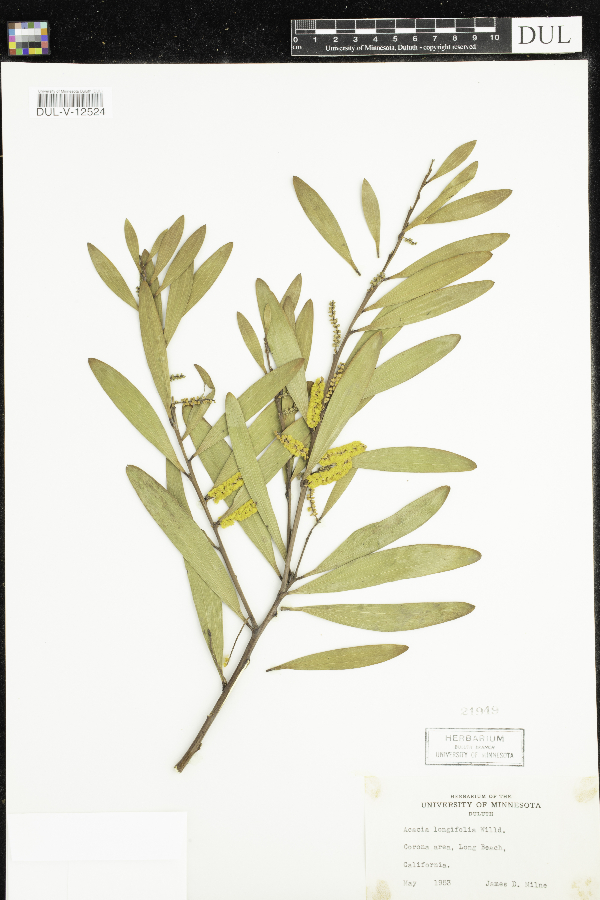 Acacia image
