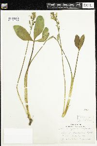 Menyanthes trifoliata image