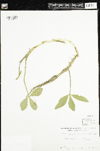 Menyanthes trifoliata image