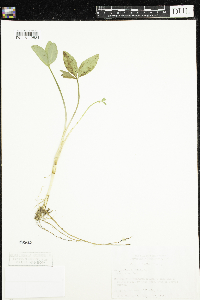 Menyanthes trifoliata var. minor image