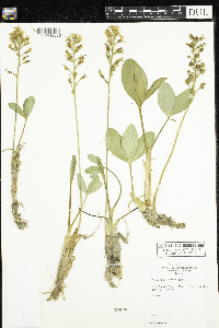 Menyanthes trifoliata image