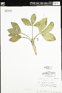 Menyanthes trifoliata image