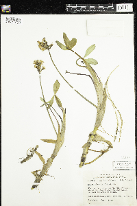 Menyanthes trifoliata image